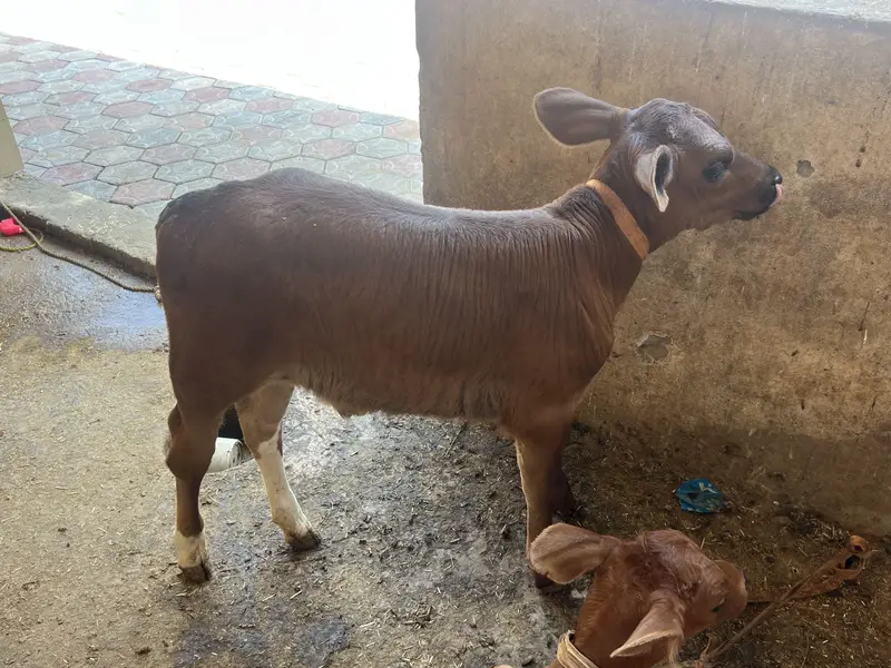 Sell Cow and Calf — photo 7