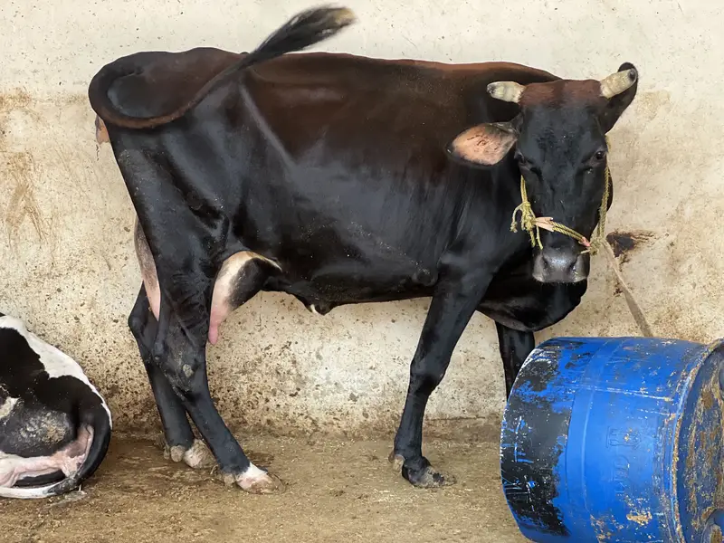 Sell Cow and Calf — photo 8