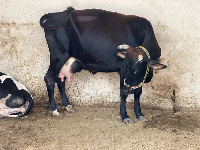 Sell Cow and Calf — photo 9