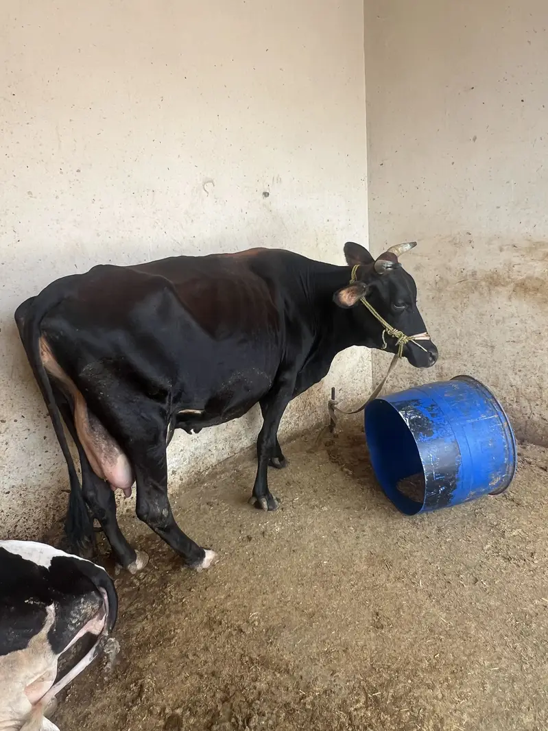 Sell Cow and Calf — photo 10