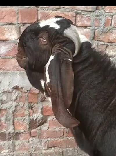 bareedar Bakra bettal naghra crossing