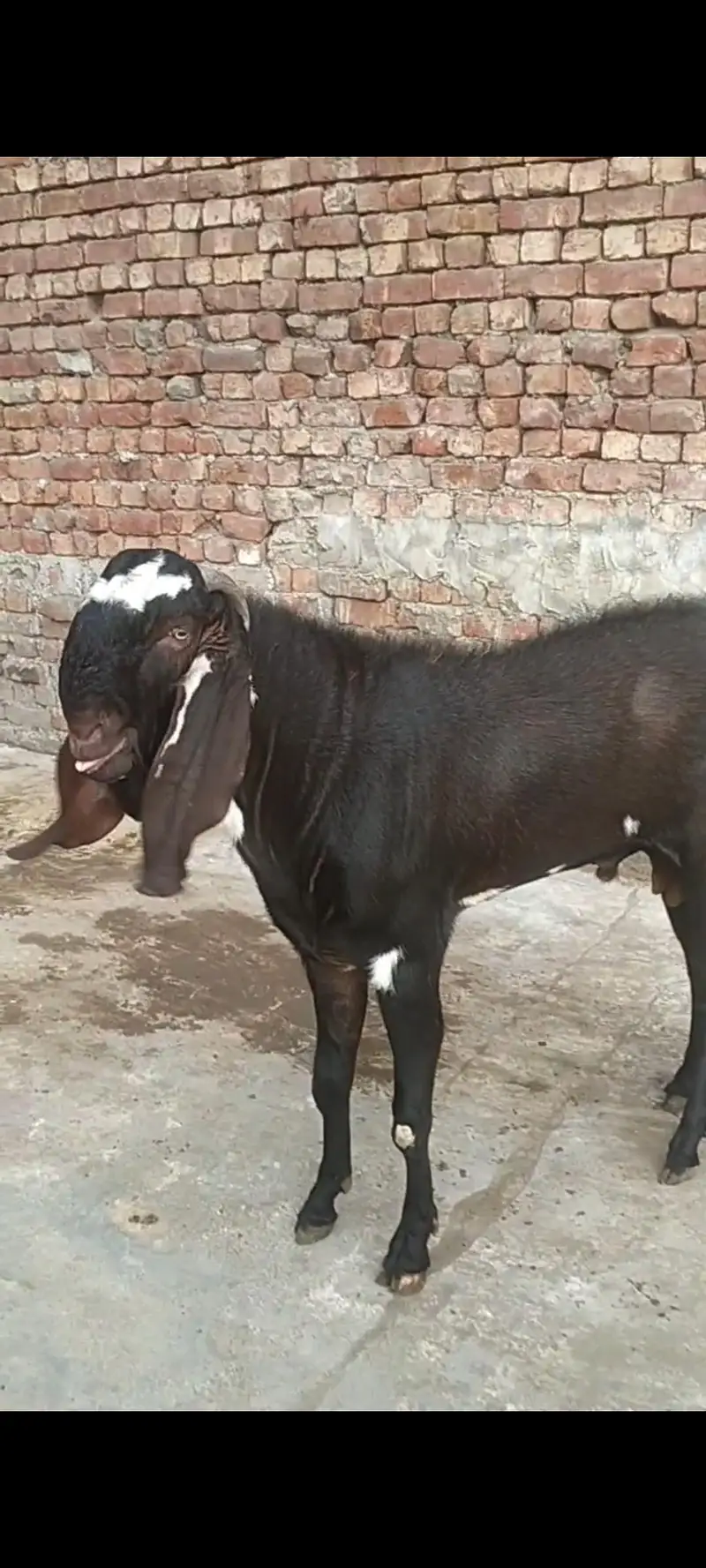 bareedar Bakra bettal naghra crossing. . — photo 2