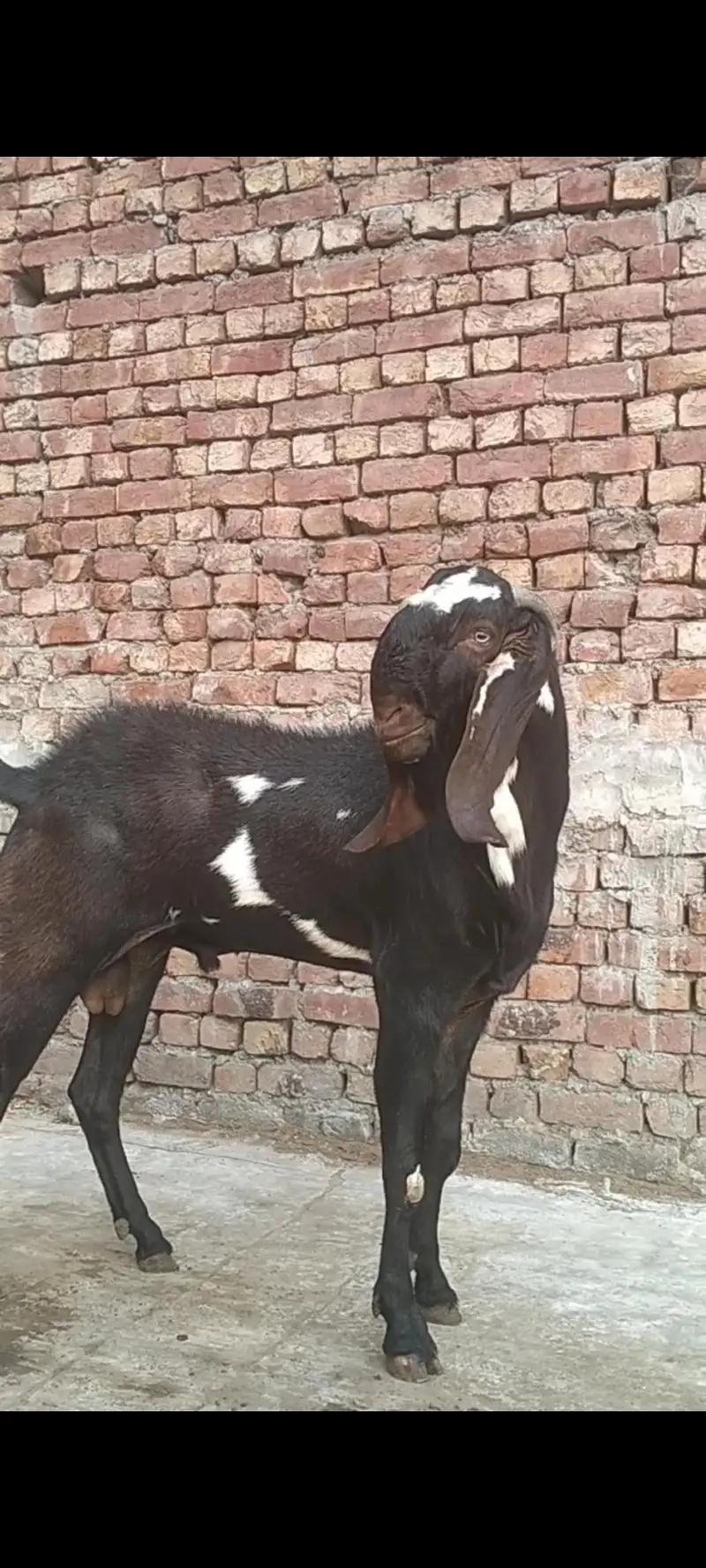 bareedar Bakra bettal naghra crossing. . — photo 3
