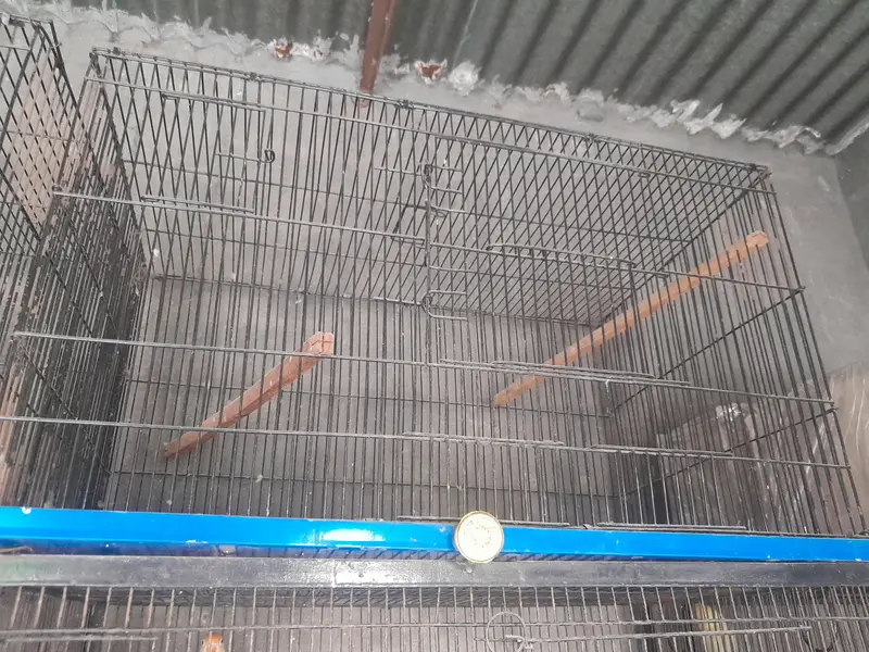 birds — photo 3