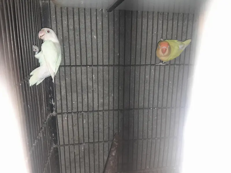 birds — photo 4