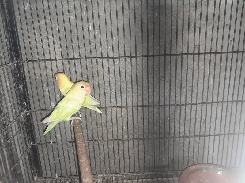 birds — photo 5