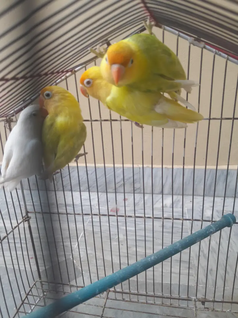 birds — photo 6
