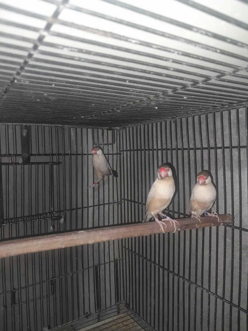 birds — photo 8