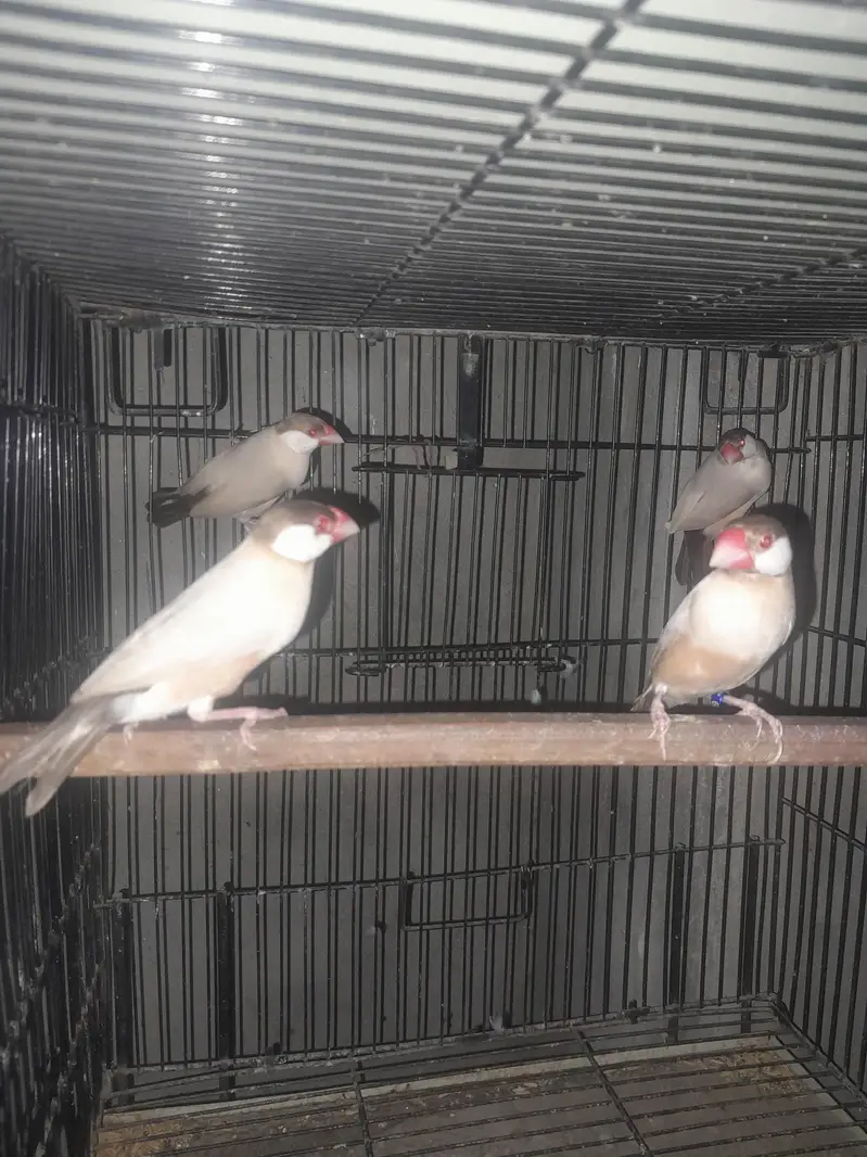 birds — photo 9