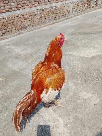 Aseel mainwal peela breeder for sale