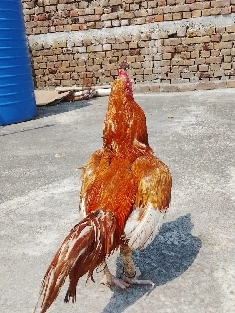 Aseel mainwal peela breeder for sale — photo 2