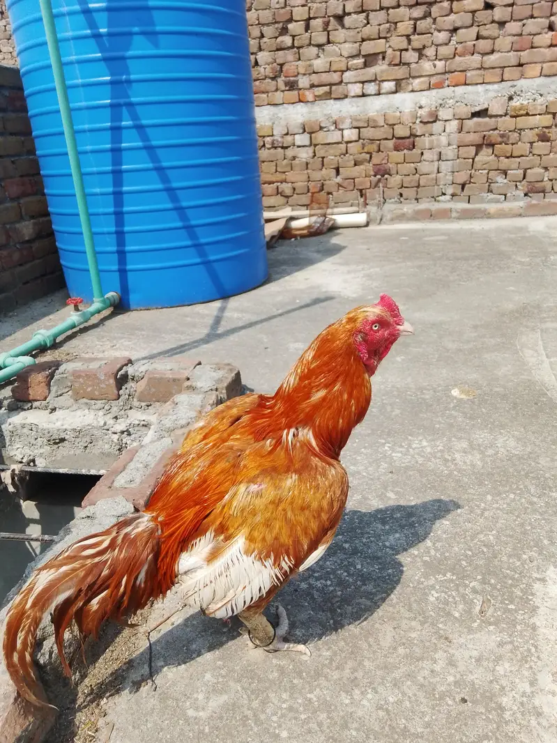 Aseel mainwal peela breeder for sale — photo 3