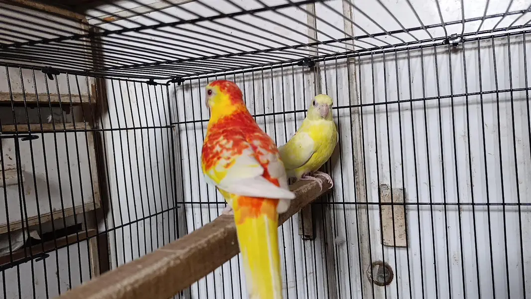 Rubino Rump Breeder Pair