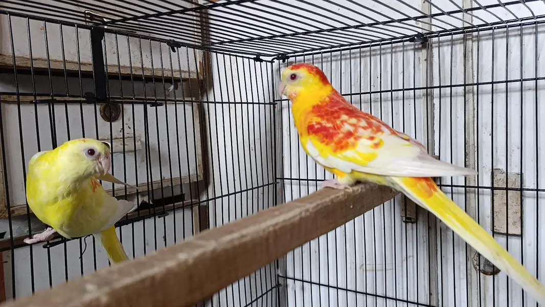 Rubino Rump Breeder Pair — photo 3