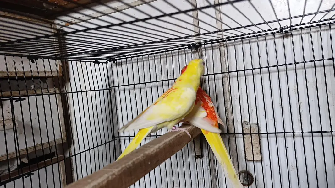 Rubino Rump Breeder Pair — photo 8