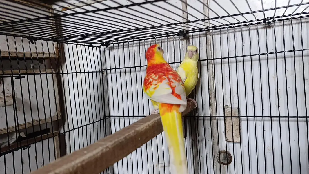 Rubino Rump Breeder Pair — photo 10