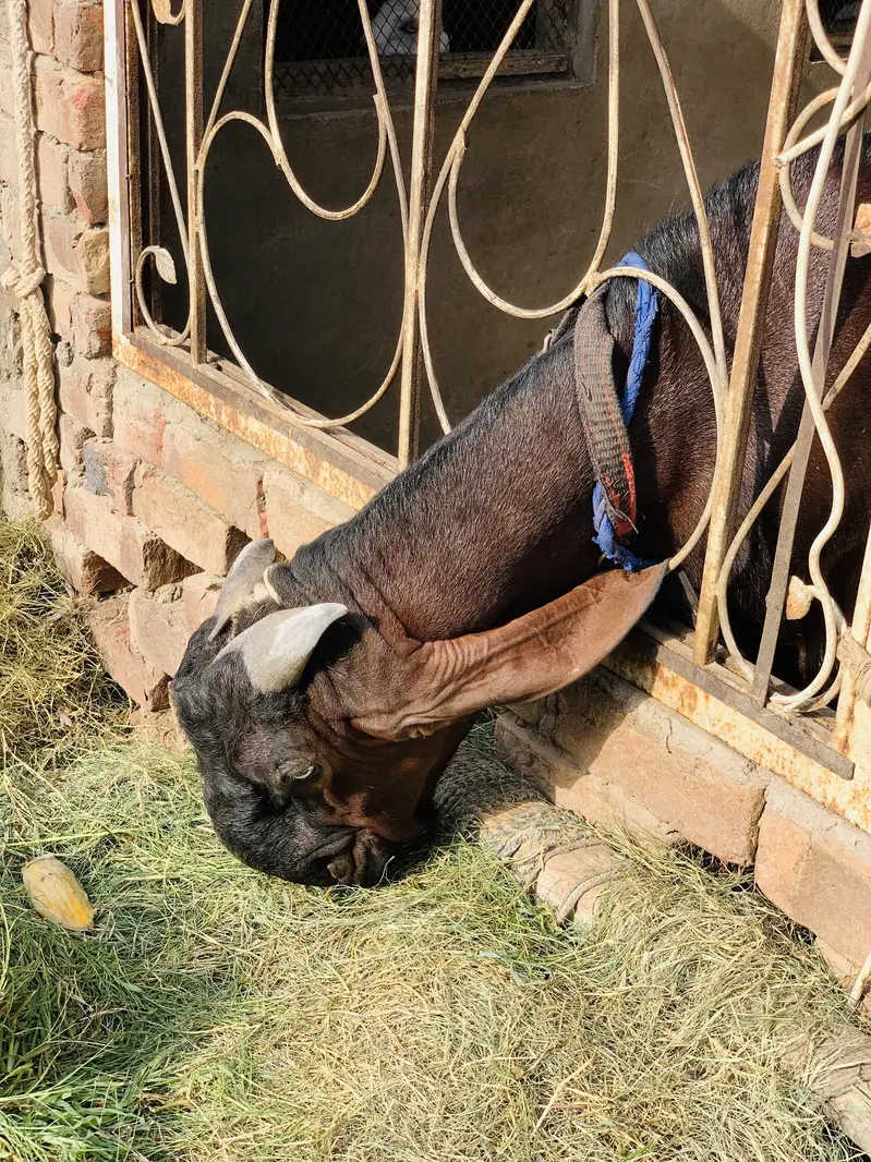 Pure sahiwal beetal nasal nagra beauty — photo 3