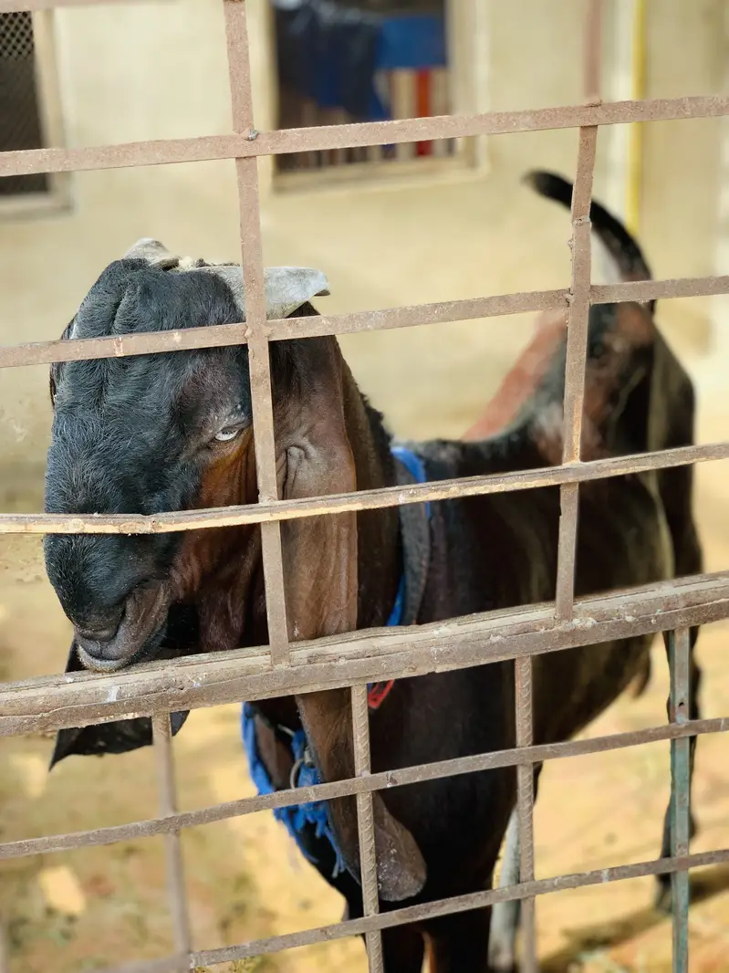 Pure sahiwal beetal nasal nagra beauty — photo 4