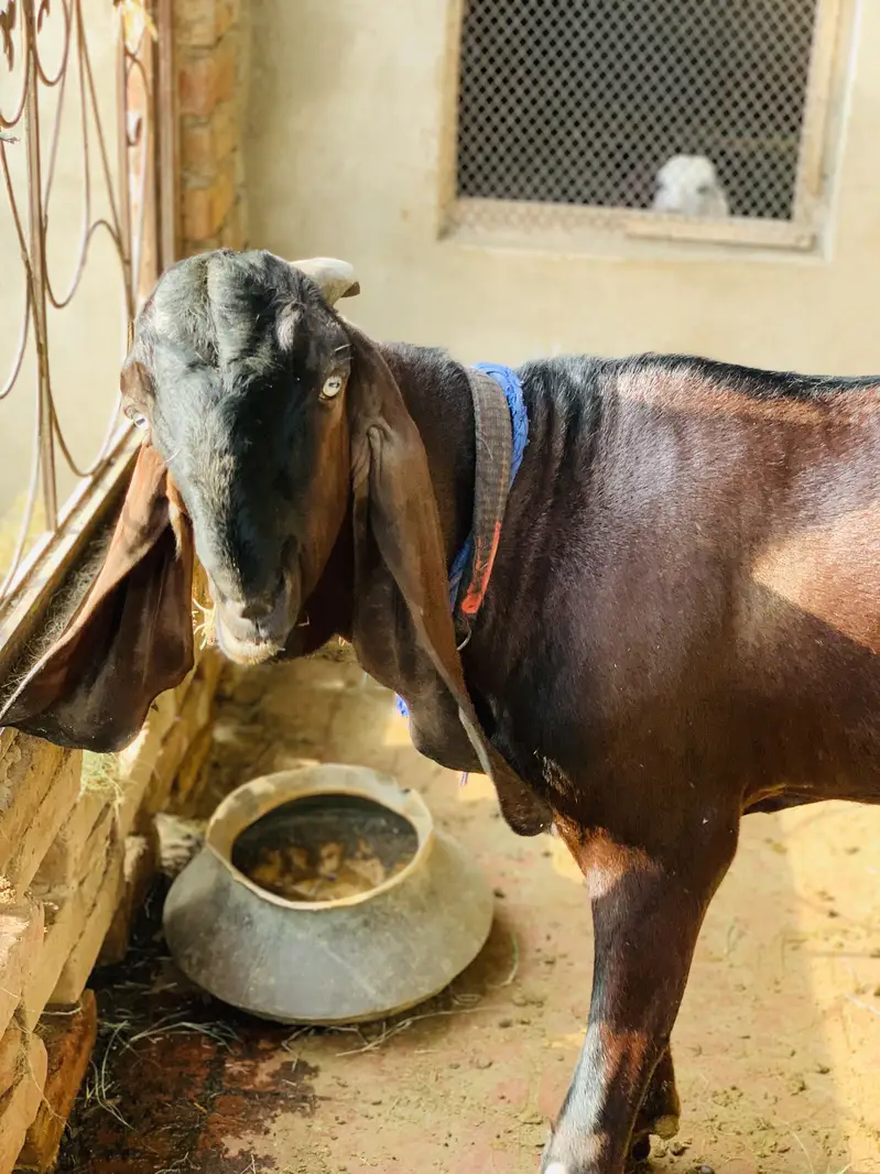 Pure sahiwal beetal nasal nagra beauty — photo 5