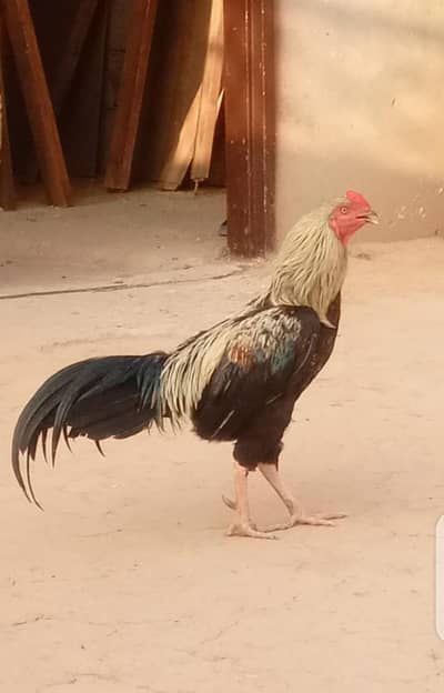 desi murgah for sale