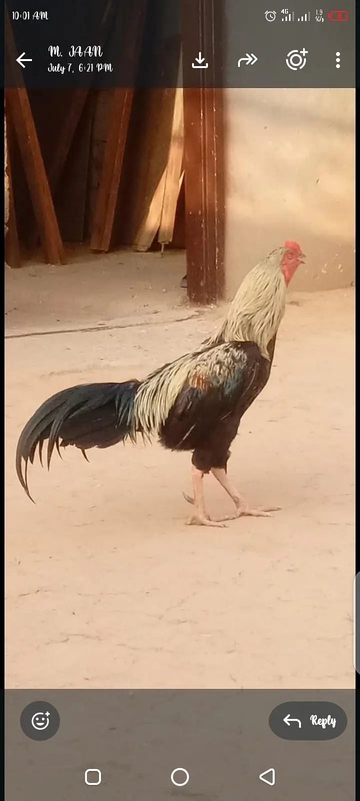 desi murgah for sale — photo 2