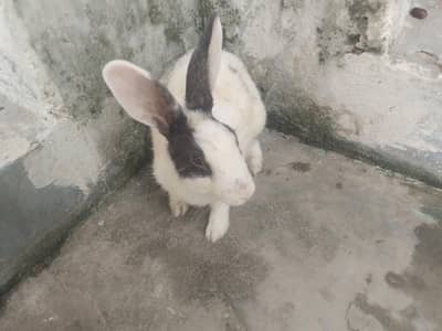 1 rabbits pare urgent for sale