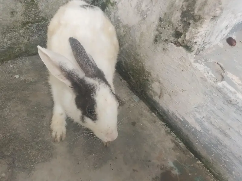 1 rabbits pare urgent for sale — photo 2