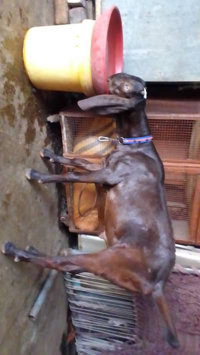 goat kid  Whatsapp 03244695410