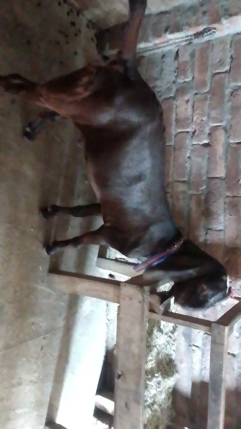goat kid  Whatsapp 03244695410 — photo 2