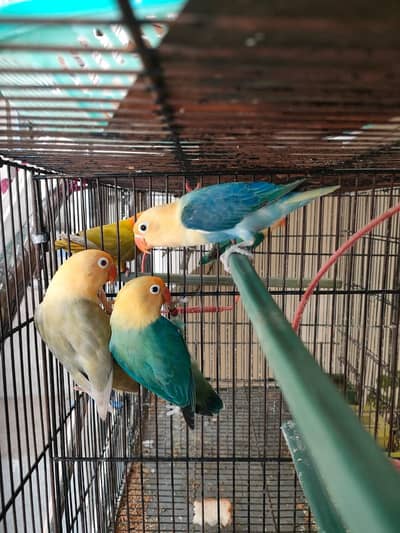 parblue opaline Pale fellow