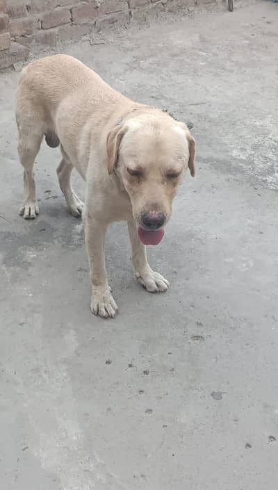 Russian female dog very active and healthy play fully dog vaccine done