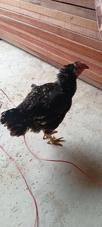 kurak Aseel hen black