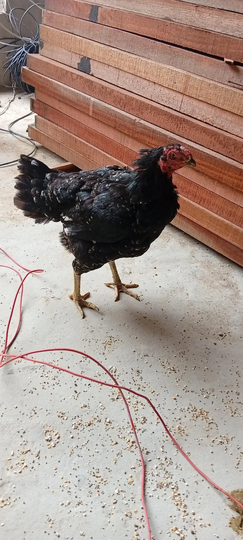 kurak Aseel hen black — photo 2
