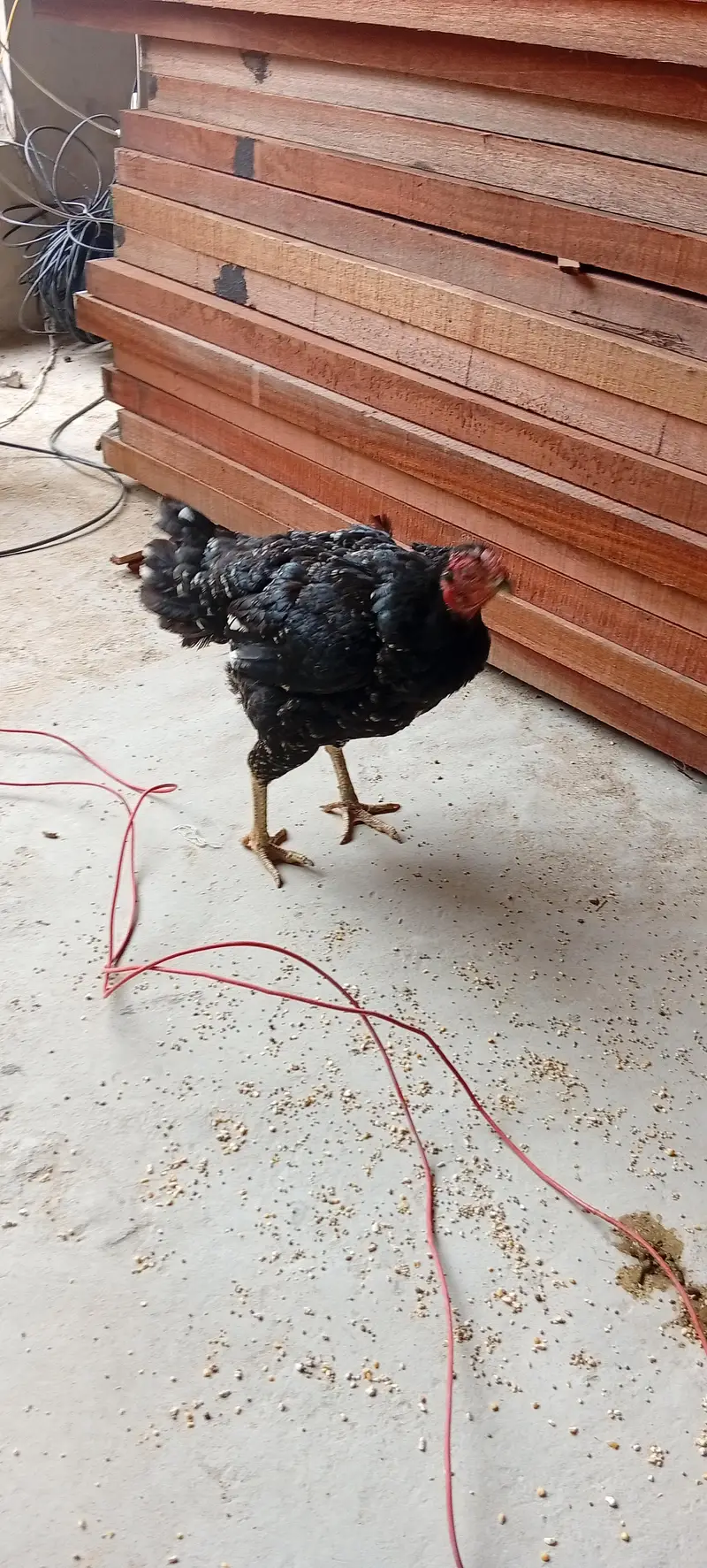 kurak Aseel hen black — photo 3