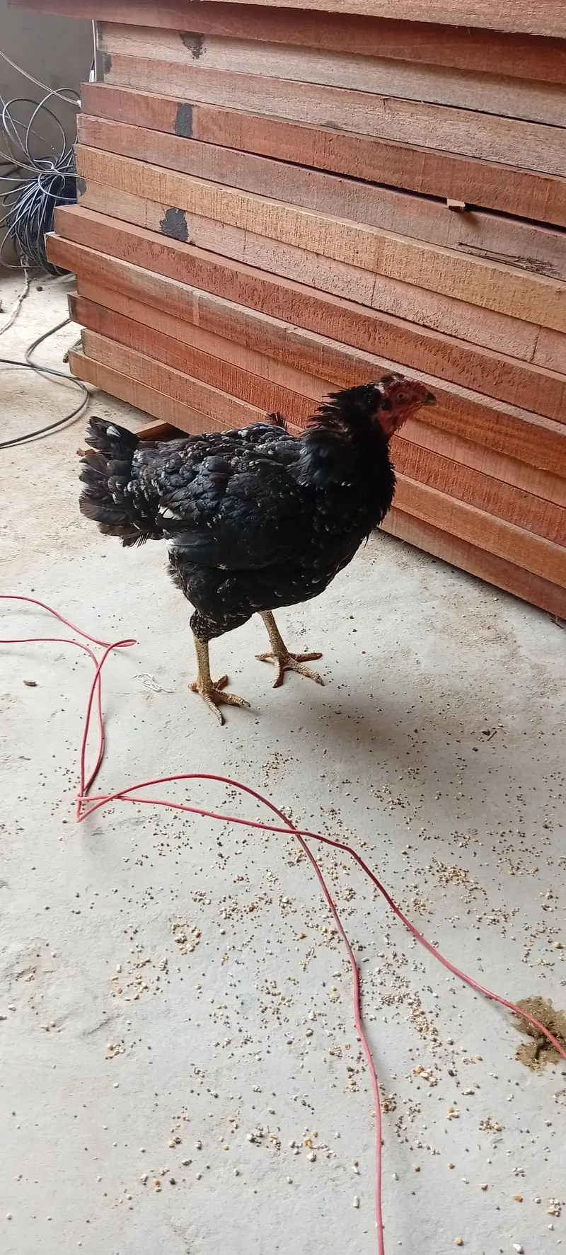 kurak Aseel hen black — photo 4