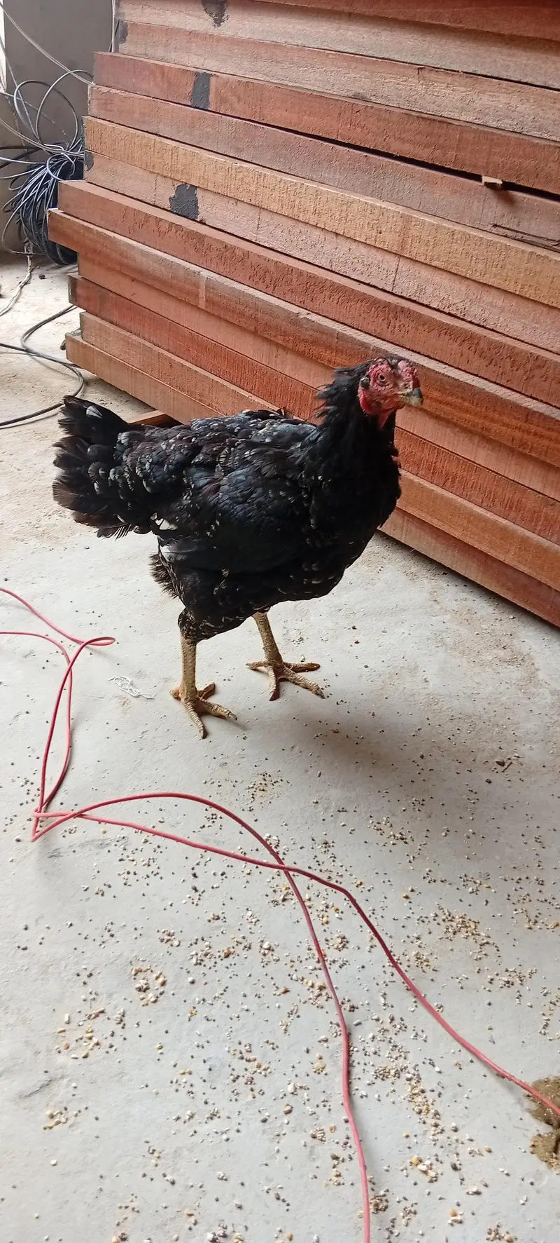 kurak Aseel hen black — photo 5