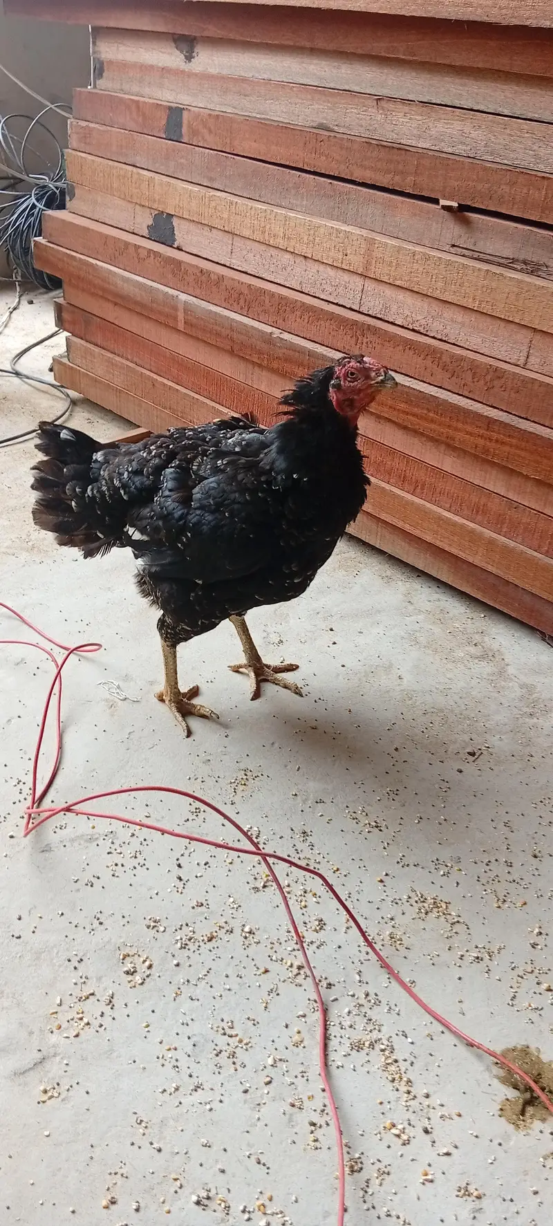 kurak Aseel hen black — photo 6