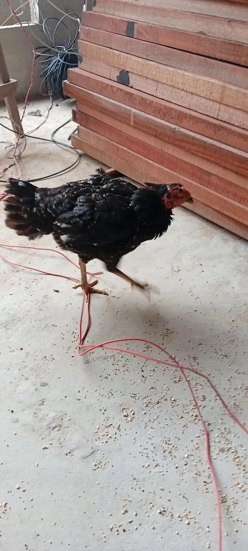 kurak Aseel hen black — photo 7