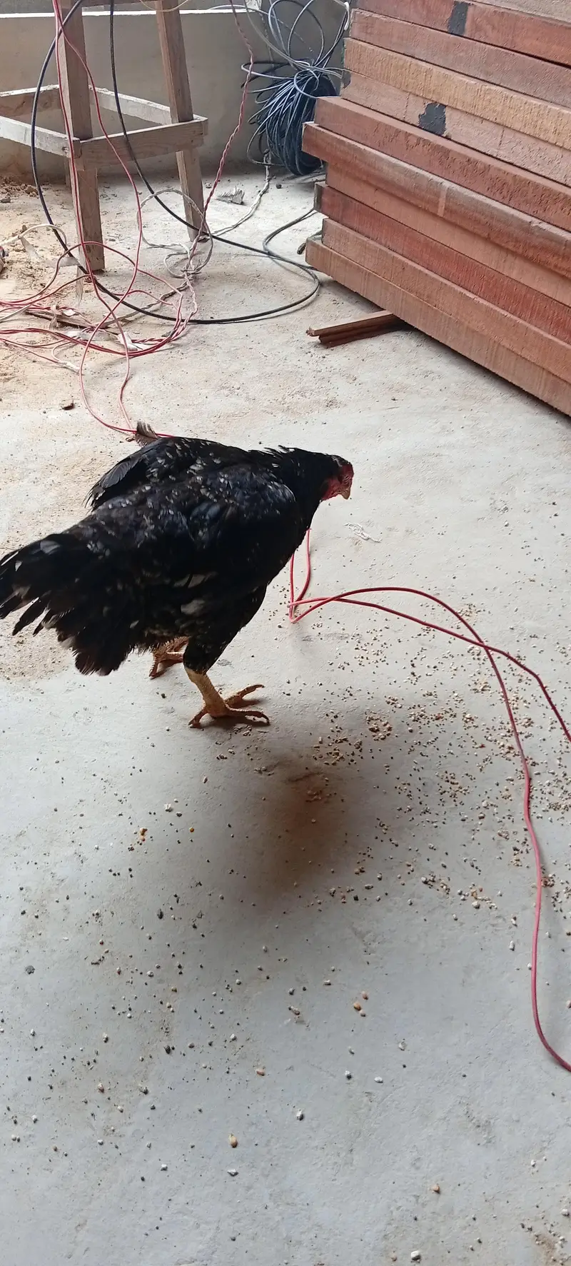 kurak Aseel hen black — photo 8