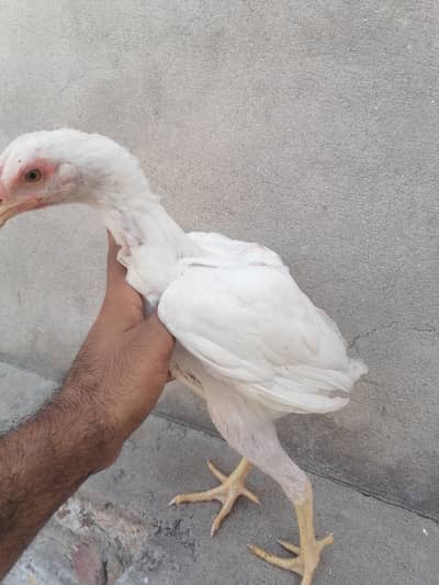 Heera aseel pathi
