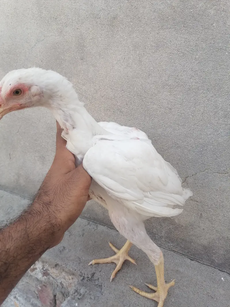 Heera aseel pathi — photo 2