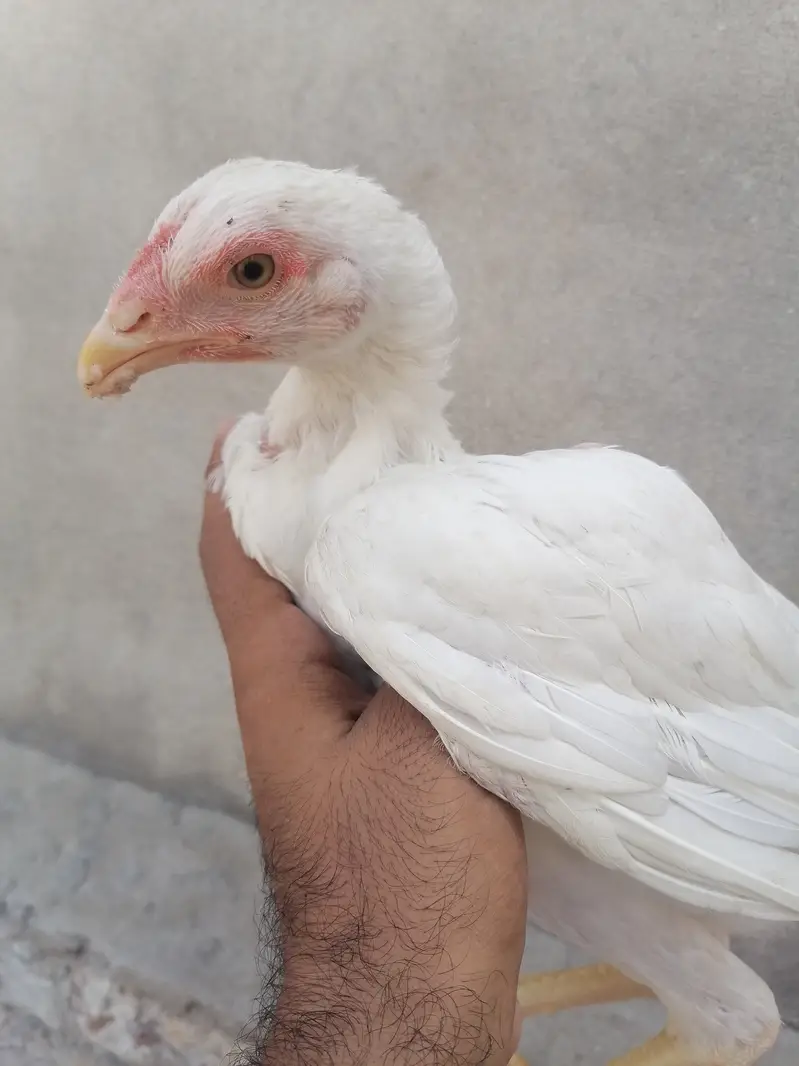 Heera aseel pathi — photo 3