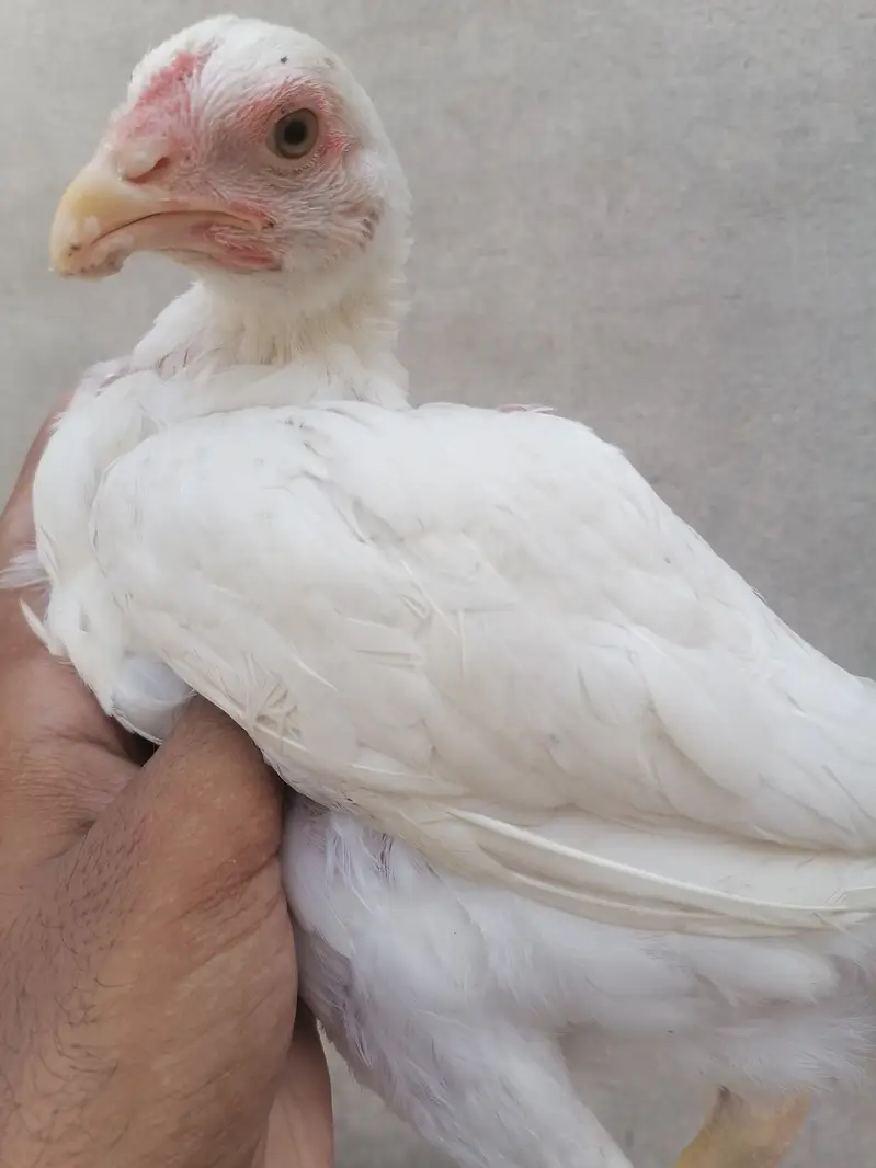 Heera aseel pathi — photo 4