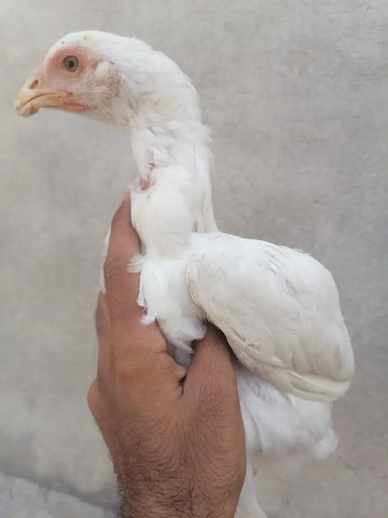 Heera aseel pathi — photo 5