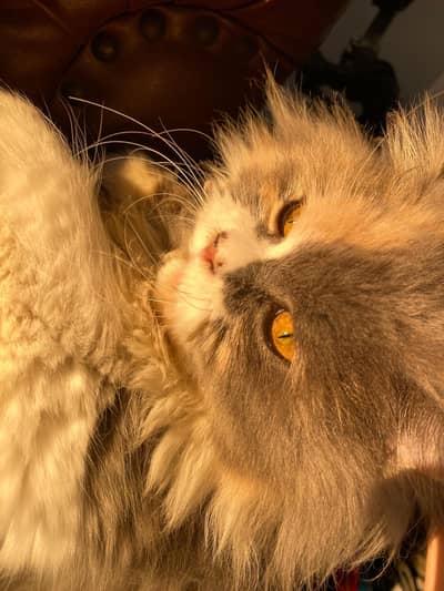 Persian male cat needed for cross.