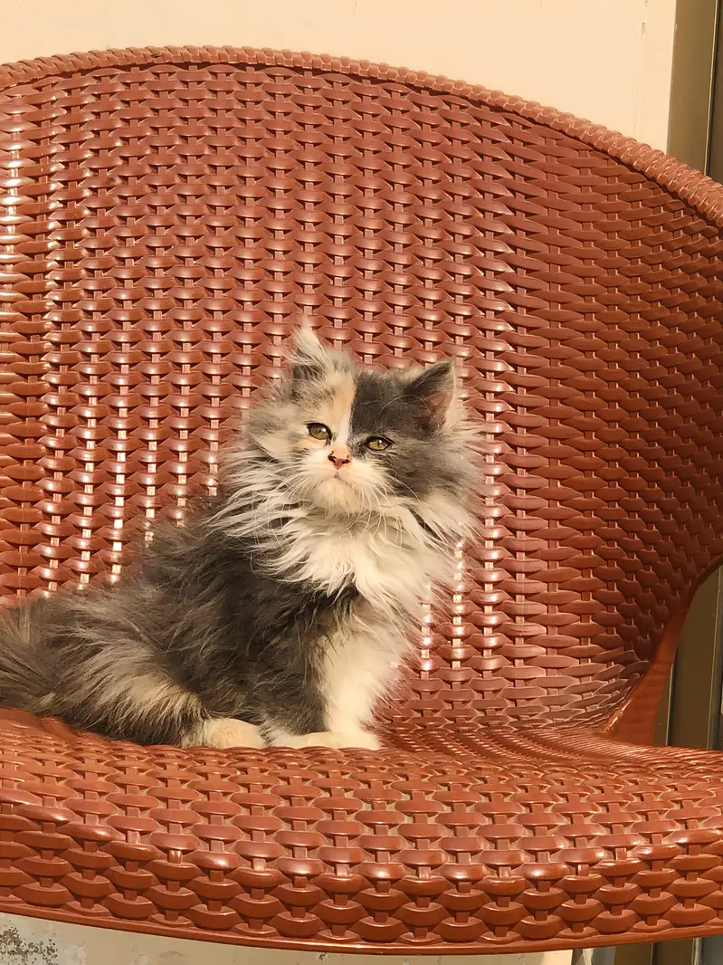 Persian male cat needed for cross. — photo 2