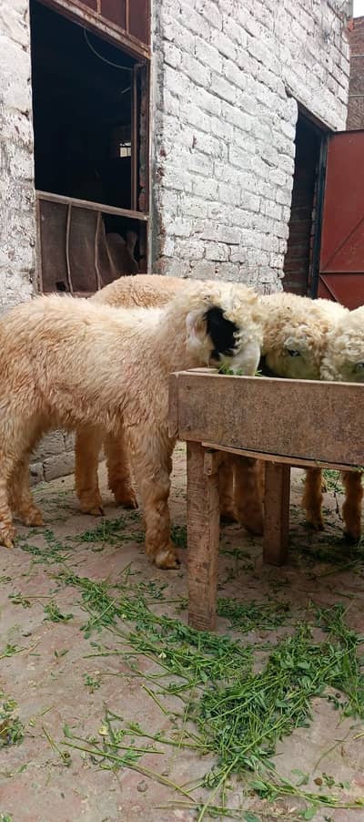 3.5 Month Old Healthy White Chatra for Sale –Active Quality