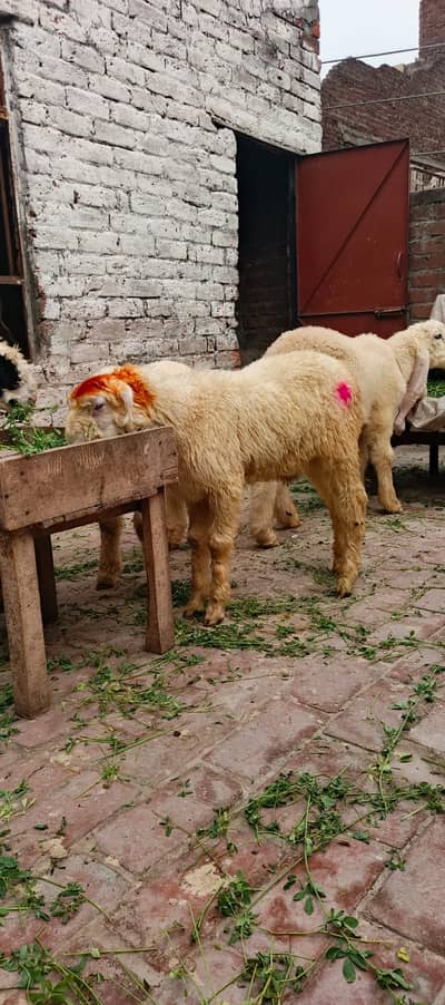 3.5 Month Old Healthy White Chatra for Sale –Active Quality