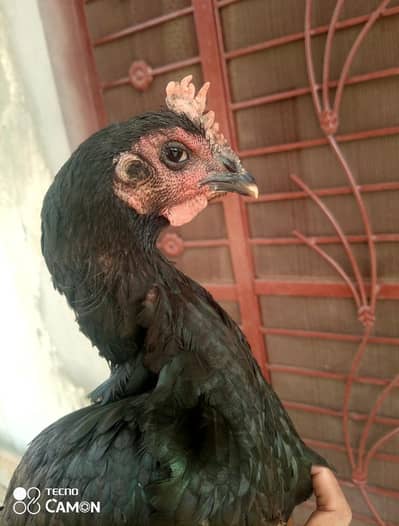 Thai Dragon X Bengum high quality aseel madi