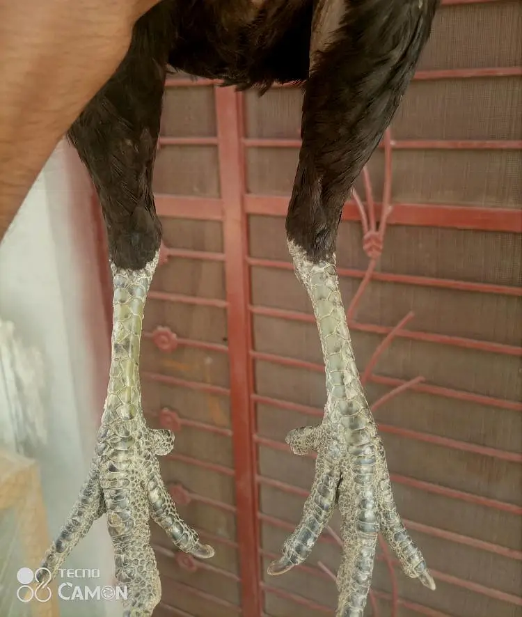 Thai Dragon X Bengum high quality aseel madi — photo 3